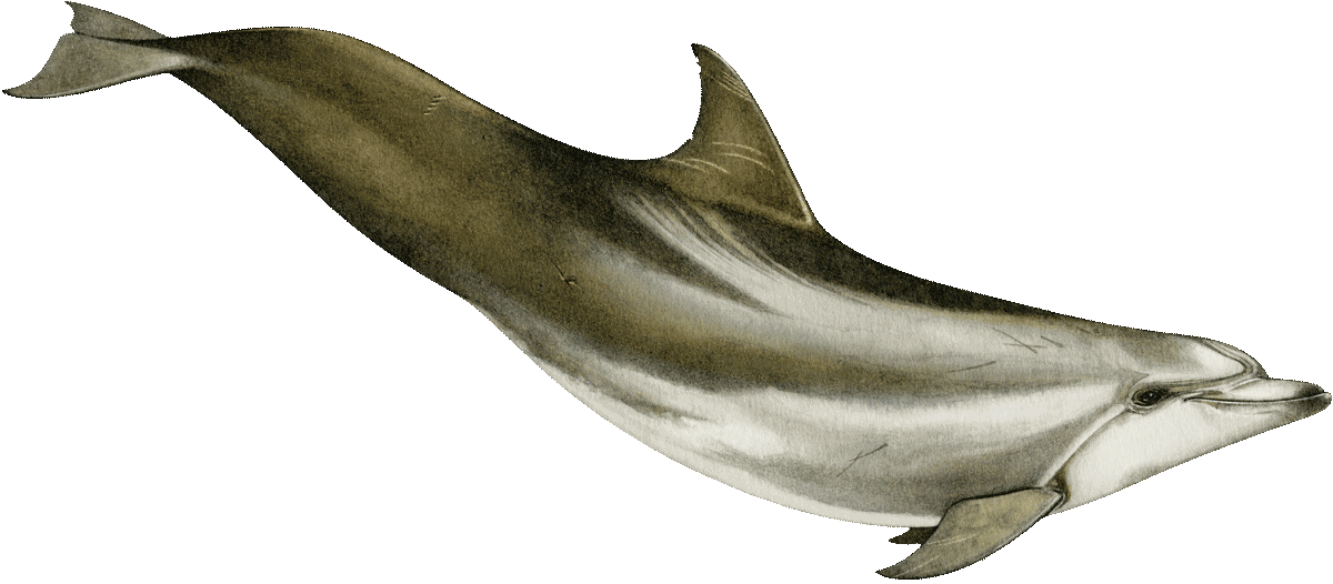 bottlenose dolphin illustration