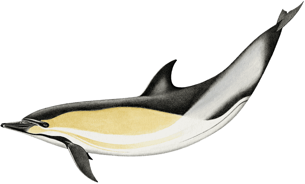 short-beaked common dolphin illustration